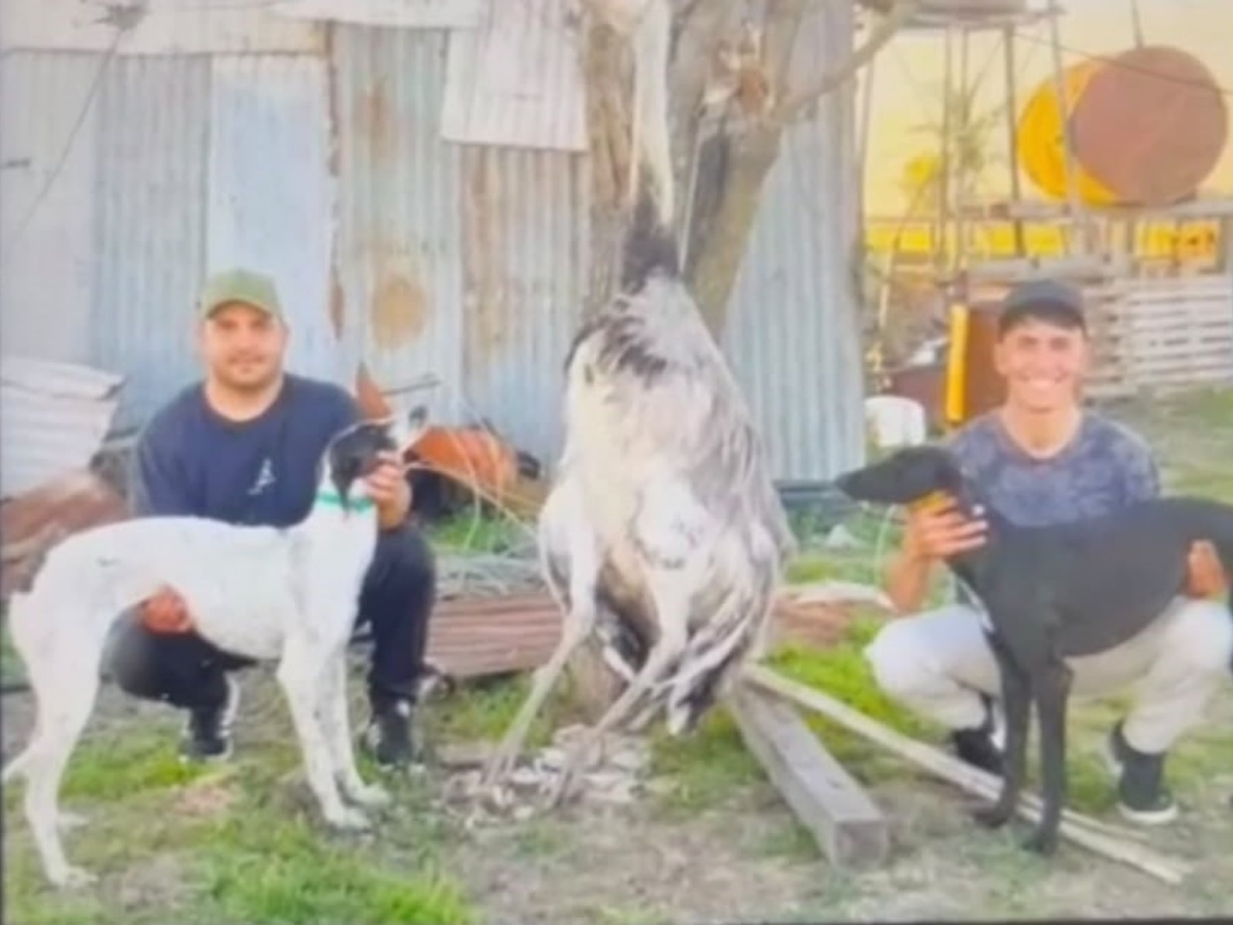 Pergamino: dos imputados por la muerte de un ñandú cazado con galgos en un campo rural