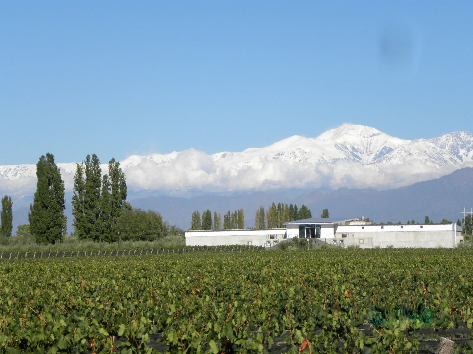 Chacras de Coria se reinventa: cómo es el pueblo mendocino que combina bodegas, alta cocina y música electrónica
