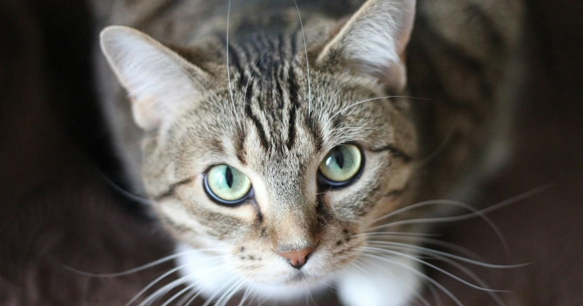 Un estudio masivo en América del Norte advierte sobre un parásito felino con potencial zoonótico