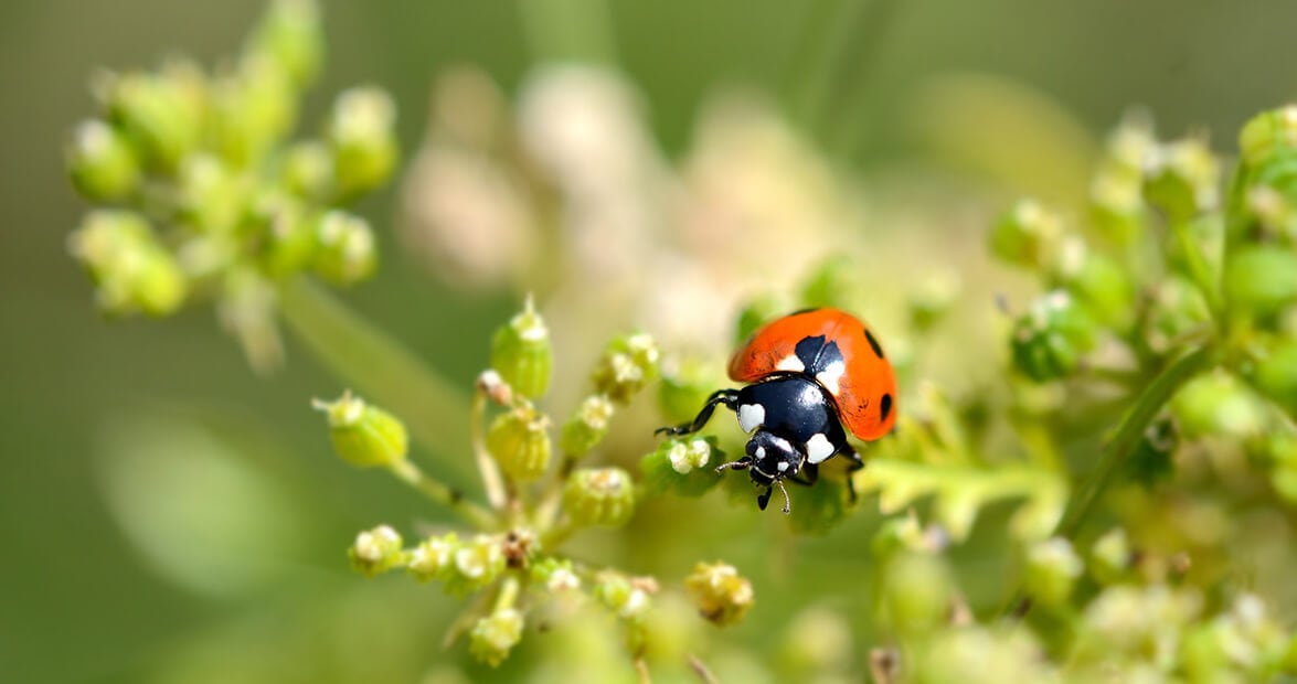 Con el calor llegan las plagas: recetas caseras que recomienda el INTA para defender el jardín sin químicos