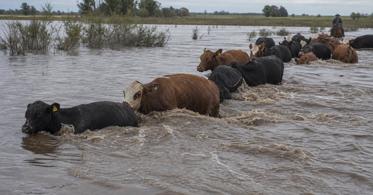La correntinada empuja al ganado hacia arriba: la carne entra en zona de tormenta