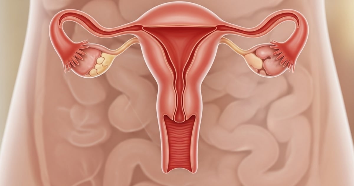 El ovario no se apaga: un estudio argentino-yanqui confirma que sigue activo décadas después de la menopausia
