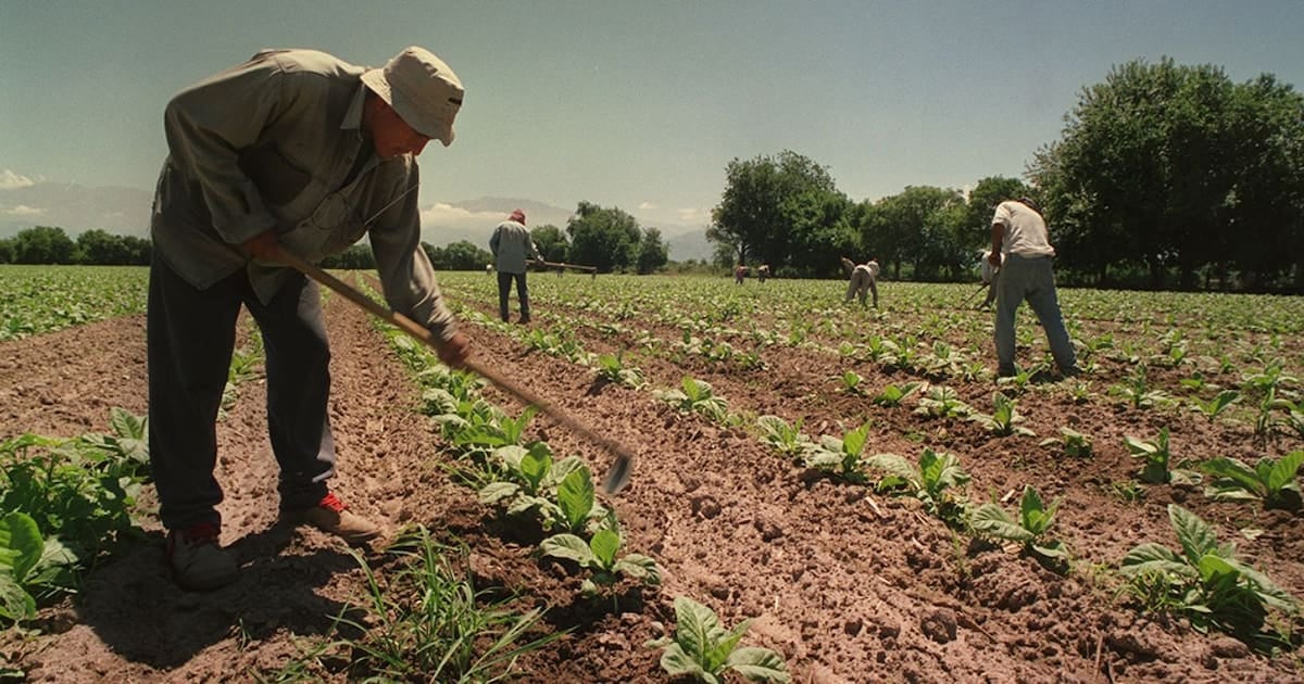 El Gobierno prorrogó por un año el piso de asignaciones familiares para los trabajadores rurales temporarios