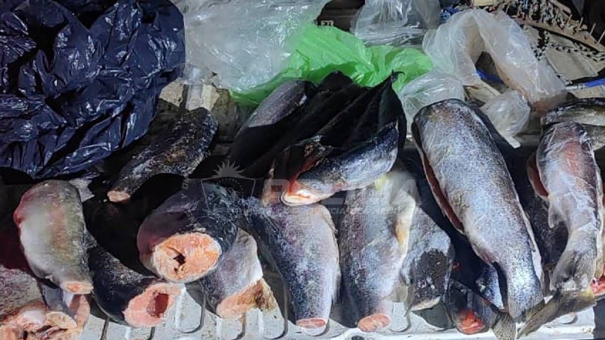 Ventana de pesca en la Patagonia: lo que se puede hacer antes del 1 de noviembre